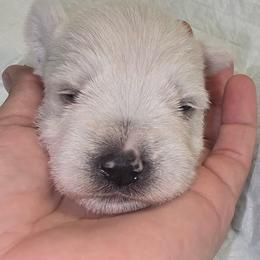 White Girl 1 Cleo - White female Miniature Schnauzer puppy in Spring Hill, Florida from Suncoast Miniature Schnauzers