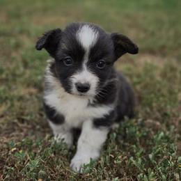 Female 1 - Black and white female American Corgi puppy in Portland, North Dakota from Sliding stop corgis