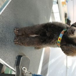 Poodle Puppies from Wunderlins Standard Poodles