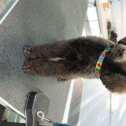 Poodle Puppies from Wunderlins Standard Poodles