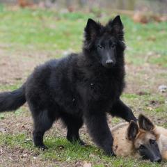 Finley - Black male Belgian Tervuren puppy in South Point, Ohio from Aftershock Belgians