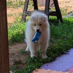 Samoyed Puppies from Brandy Burke