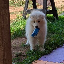 Samoyed Puppies from Brandy Burke
