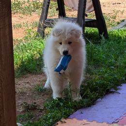 Samoyed Puppies from Brandy Burke