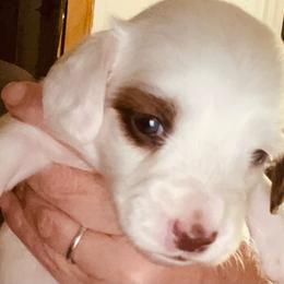 Bebe - Piebald female Dachshund puppy in Petersburg, Virginia from Wiggle Waddle Dachshunds