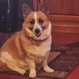 Bailey - Pembroke Welsh Corgi
