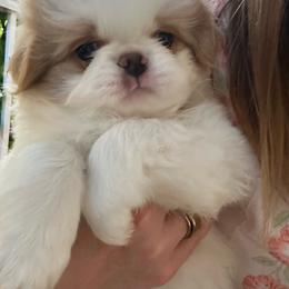 Clover - Lemon and white male Japanese Chin puppy in Orlando, Florida from Meghan's Japanese Chins