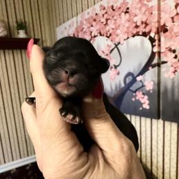 Blitzen- pending - Black and white male Shihpoo puppy in Whitehall 18052, Pennsylvania from Lilli’s Shih tzus and Shih poos