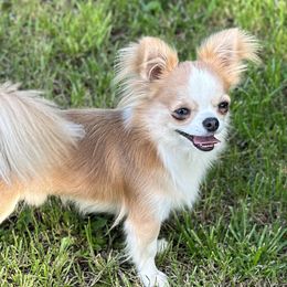Rex - Chihuahua
