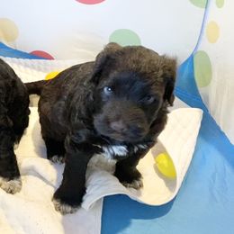 Mr Poppy - Brown and white male Portuguese Water Dog puppy in Grants Pass, Oregon from Rogue River Portuguese Water Dogs