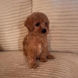 Bumblebee (Bee) - Cream female Goldendoodle puppy in Payson, Utah from Country Sky Doodles