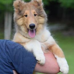Puppy Girl - Sable and white female Collie puppy in North Carolina from Sunway Kennels