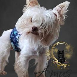Amus - Yorkshire Terrier
