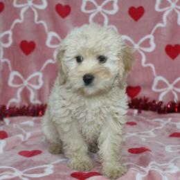 Layla - Apricot female Goldendoodle puppy in Tuscola, Illinois from Dream on puppies
