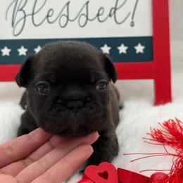 Mateo - Brindle male French Bulldog puppy in Largo, Florida from Big Daddy Frenchies