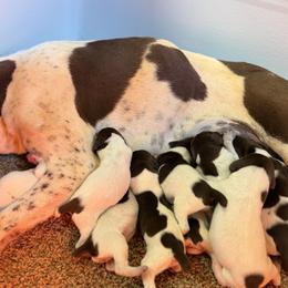 Liberty - female German Shorthaired Pointer puppy in Six Mile, South Carolina from The Proper Pointer Co.