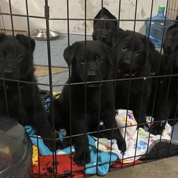 German Shepherd Puppies from High Voltage GSD