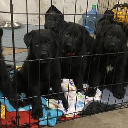 German Shepherd Puppies from High Voltage GSD