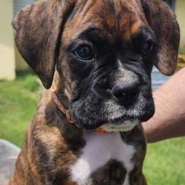 Boxers from Pati's Boxer Puppies
