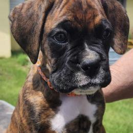 Boxers from Pati's Boxer Puppies