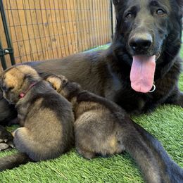 German Shepherds from Lunaris