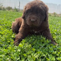 Black - Brown female Newfoundland puppy in Great Falls, Montana from True North Newfoundlands