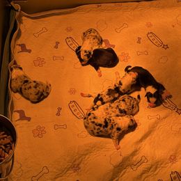 Australian Shepherd puppies from E&C Australian Shepherds