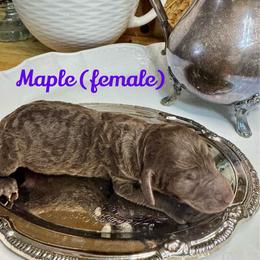 Maple - Chocolate female Labradoodle puppy in Candler, North Carolina from Maple Bakin’ Doodles