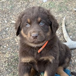 Orange collar - Chocolate female Dilute Retriever puppy in Teton County, Montana from East Front Labradors & Treasure State Schnauzers
