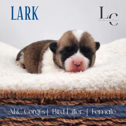 Lark - Sable female Pembroke Welsh Corgi puppy in Pine Village, Indiana from NL Horsemanship