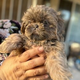 Ponchita - Silver gold and white Shih Tzu puppy in California from Precious Shih Tzus