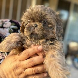 Ponchita - Silver gold and white Shih Tzu puppy in California from Precious Shih Tzus