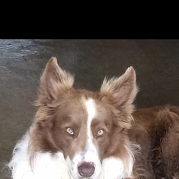 Border Collie All Grown Up from Mccurry Farms