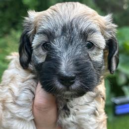 Smoke show ESA therapy lines - Sable female Schnoodle puppy in Temple, Texas from Schnauzers Of Taylor