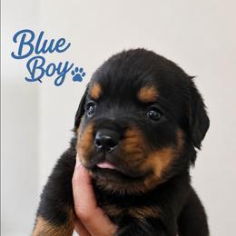 Blue boy - Black and mahogany male Rottweiler puppy in Lake City, Florida from Haus Der Wut Kennels