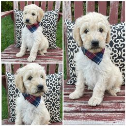 Goldendoodle Puppies from Puppy Paws Colorado