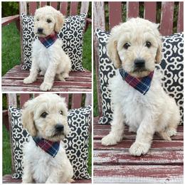 Goldendoodle Puppies from Puppy Paws Colorado