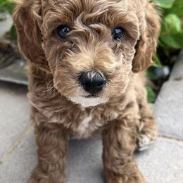 Goldendoodles from Winnie Doodles