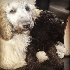 Poodles from Corinna's Poodles