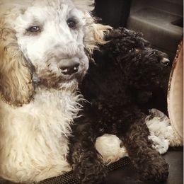 Poodles from Corinna's Poodles