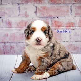Rubble - Blue merle male Aussiedoodle puppy in Kennesaw, Georgia from Distinctive Doodle