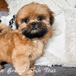 Shih Tzu Puppies from Beirin Breige Shih Tzus