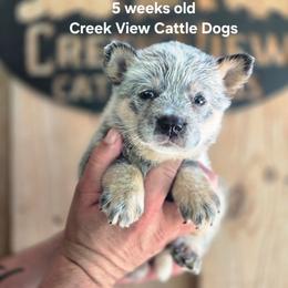 Girl 2 - Blue female Australian Cattle Dog puppy in Monroe, North Carolina from Creek View Cattle Dogs