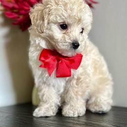 Biscotti - Cream male Poodle puppy in Kentucky from Deerly Poodles