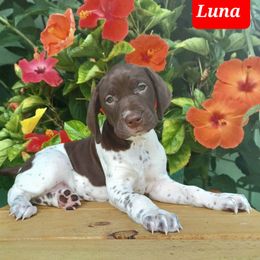 Luna - Liver and white female German Shorthaired Pointer puppy in Elberta, Alabama from Old Orchard Farm