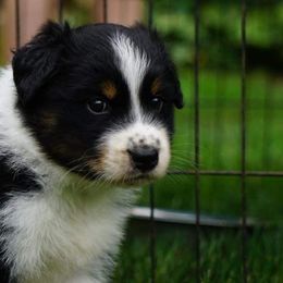 Australian Shepherd Puppies from Spirited Aussies