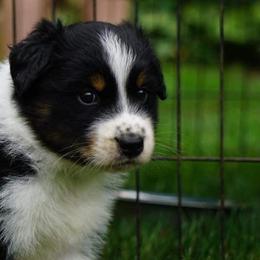 Australian Shepherd Puppies from Spirited Aussies