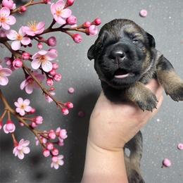 Aquila - Sable female German Shepherd puppy in Oakland, Oregon from VHM German Shepherds