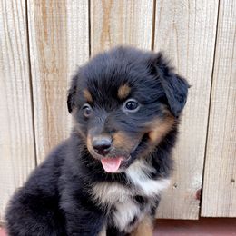 Girl 7 - Black tri-color Australian Shepherd puppy in Chino, California from RanchLand Aussies HC