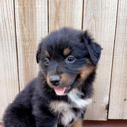 Girl 7 - Black tri-color Australian Shepherd puppy in Chino, California from RanchLand Aussies HC